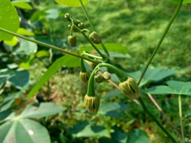 Cassava çiçeği (Manihot esculenta, yuca, macaxeira, mandioca, kappa kizhangu, manioc, aipim)