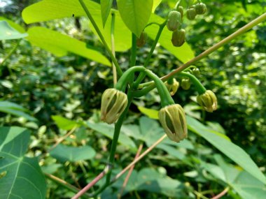 Cassava çiçeği (Manihot esculenta, yuca, macaxeira, mandioca, kappa kizhangu, manioc, aipim)