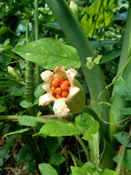 Taro Květ Colocasia Esculenta Přírodním Pozadím — Stock fotografie