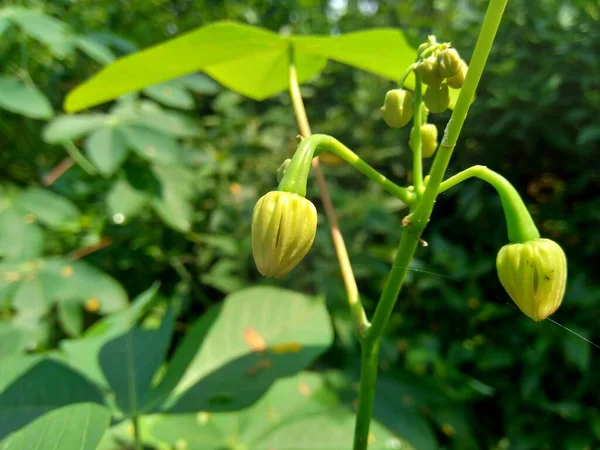 Flor Mandioca Manihot Esculenta Yuca Macaxeira Mandioca Kappa Kizhangu Mandioca — Foto de Stock