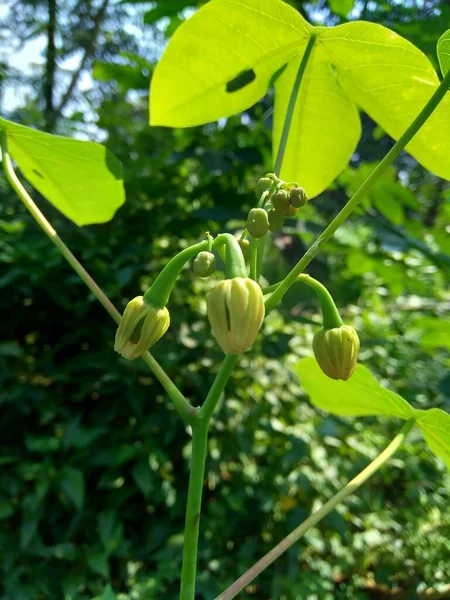 Cassava Blüte Manihot Esculenta Yuca Macaxeira Mandioca Kappa Kizhangu Maniok — Stockfoto