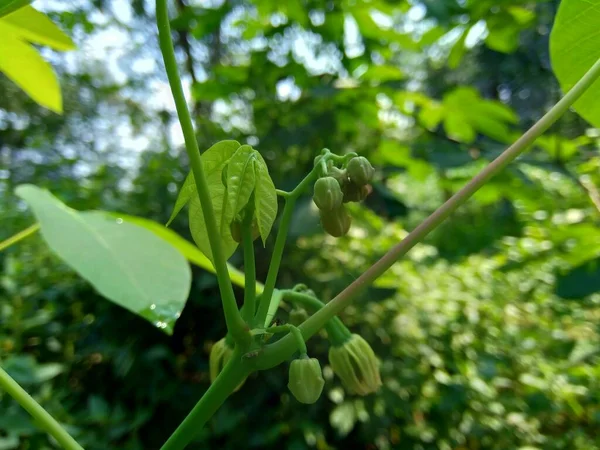 Flor Mandioca Manihot Esculenta Yuca Macaxeira Mandioca Kappa Kizhangu Mandioca — Foto de Stock