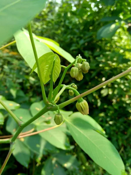 Cassava Blüte Manihot Esculenta Yuca Macaxeira Mandioca Kappa Kizhangu Maniok — Stockfoto