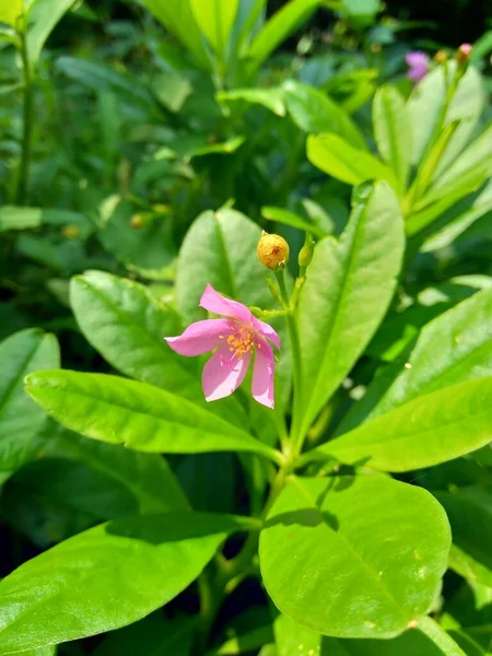 Talinum Paniculatum Flor Fama Joyas Opar Aliento Bebé Rosa Ginseng — Foto de Stock