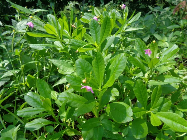 Talinum Paniculatum Berömmelse Blomma Juveler Opar Rosa Barnets Andedräkt Ginseng — Stockfoto