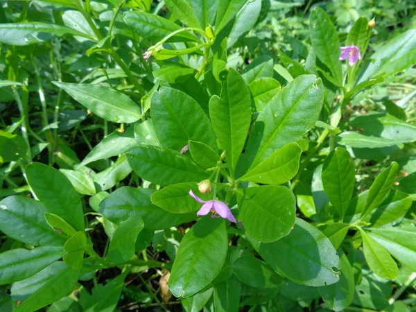 Talinum Paniculatum Berühmtheitsblume Juwelen Des Opars Rosa Babyatem Ginseng Jawa — Stockfoto