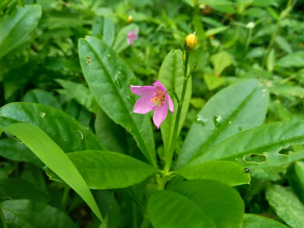 Talinum Paniculatum Flor Fama Jóias Opar Hálito Bebê Rosa Ginseng — Fotografia de Stock