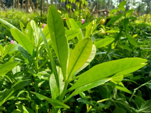 Talinum Paniculatum Flor Fama Joyas Opar Aliento Bebé Rosa Ginseng — Foto de Stock