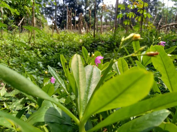Talinum Paniculatum Berühmtheitsblume Juwelen Des Opars Rosa Babyatem Ginseng Jawa — Stockfoto