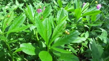 Talinum paniklemesi (şöhret çiçeği, Opar Mücevherleri, pembe bebek nefesi, ginseng jawa)