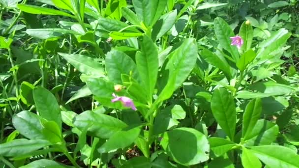 Talinum Paniculatum Bunga Terkenal Permata Opar Napas Bayi Merah Muda — Stok Video