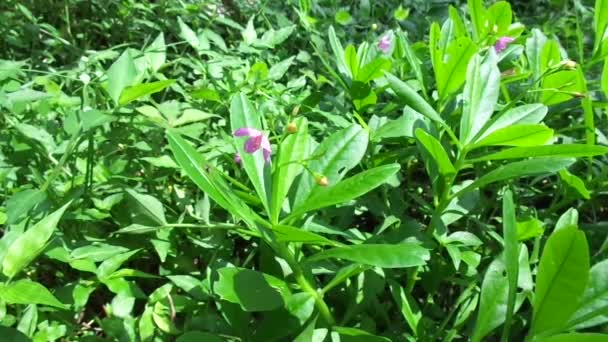 Talinum Paniculatum Híres Virág Ékszerek Opar Rózsaszín Baba Lehelete Ginseng — Stock videók