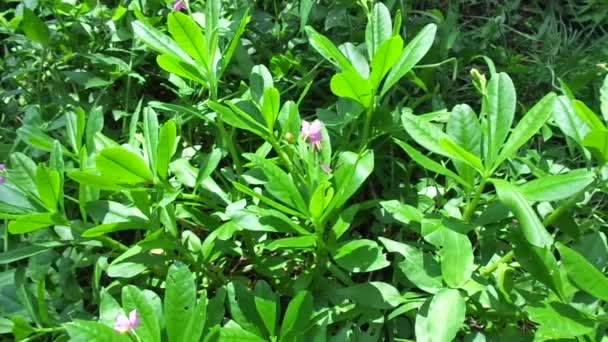 Talinum Paniculatum Roem Bloem Juwelen Van Opar Roze Baby Adem — Stockvideo