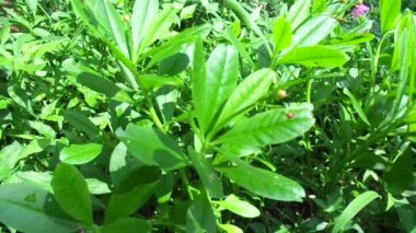 Talinum paniklemesi (şöhret çiçeği, Opar Mücevherleri, pembe bebek nefesi, ginseng jawa)