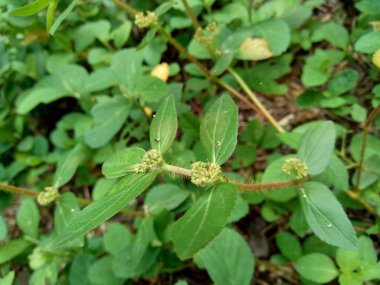 Doğal bir geçmişi olan öforbi hirta