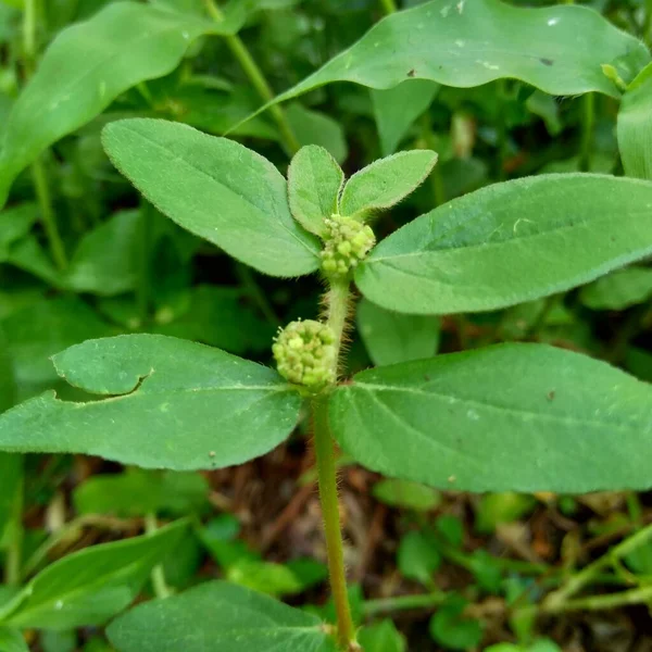 Euphorbia Hirta Dengan Latar Belakang Alami — Stok Foto