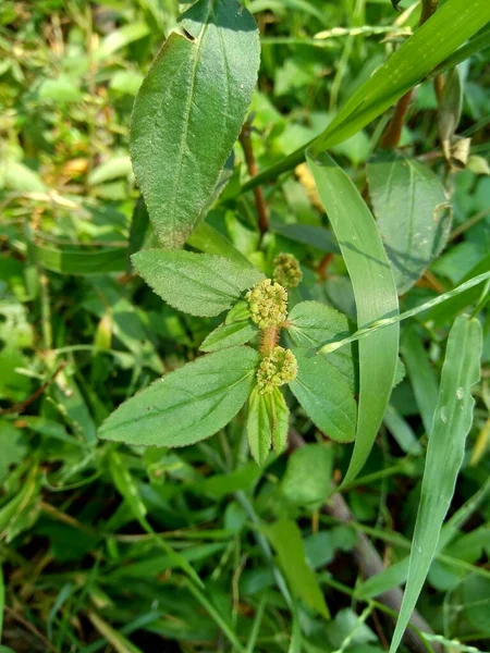 Euphorbia Hirta Mit Natürlichem Hintergrund — Stockfoto