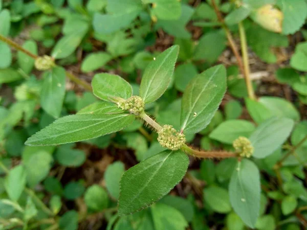 Euphorbia Hirta Con Fondo Natural — Foto de Stock