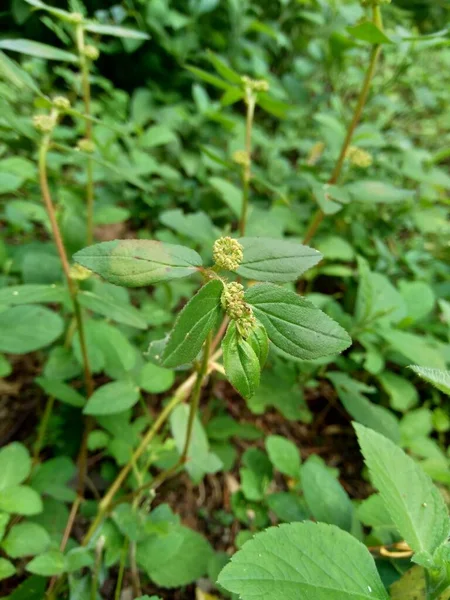 Euphorbia Hirta Naturalnym Tłem — Zdjęcie stockowe