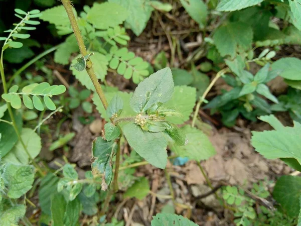 Euphorbia Hirta Természetes Háttérrel — Stock Fotó