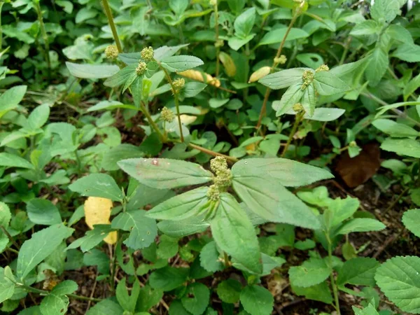 Euforbia Hirta Com Fundo Natural — Fotografia de Stock