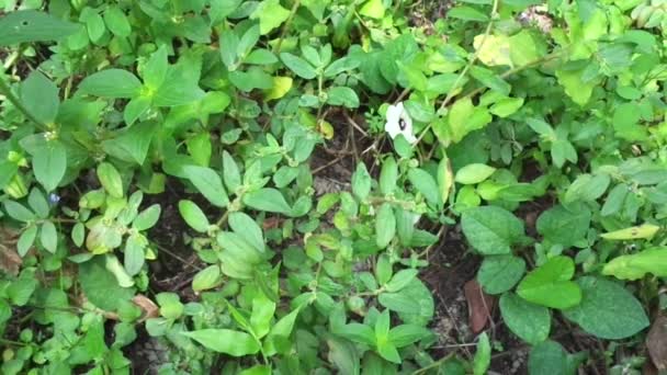 Euphorbia Hirta Naturalnym Tłem — Wideo stockowe