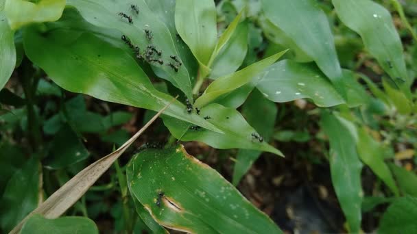 Black Ants Natural Background — Stock Video