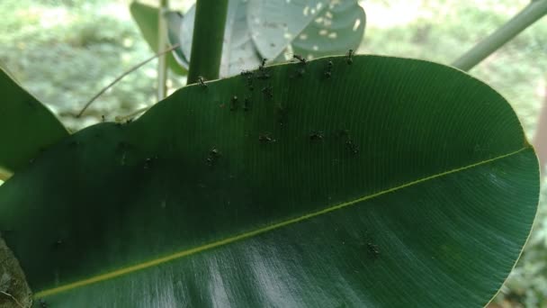 Semut Hitam Dengan Latar Belakang Alami — Stok Video