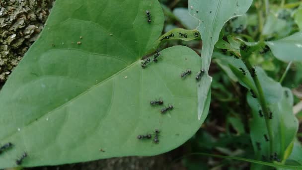 Hormigas Negras Con Fondo Natural — Vídeos de Stock