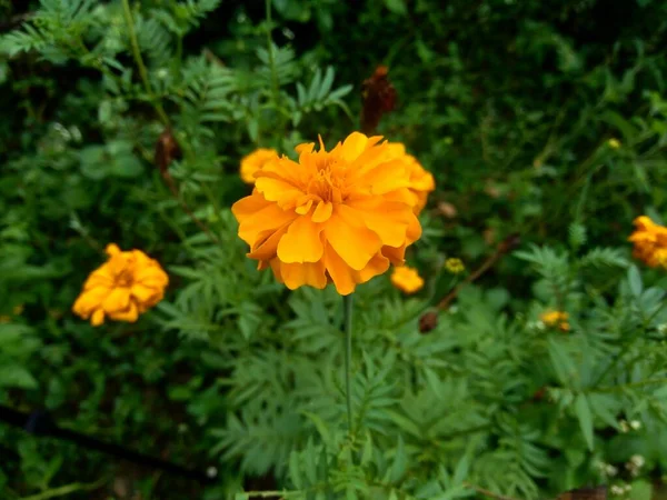 Tagetes Erecta Мексиканский Мариголд Ацтекский Мариголд Африканский Мариголд Цветок Естественном — стоковое фото