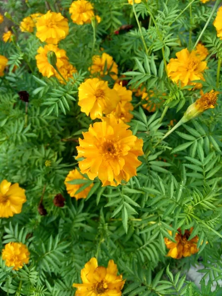 Tagetes Erecta Meksykański Marigold Aztecki Marigold Afrykański Marigold Kwiat Naturalnym — Zdjęcie stockowe
