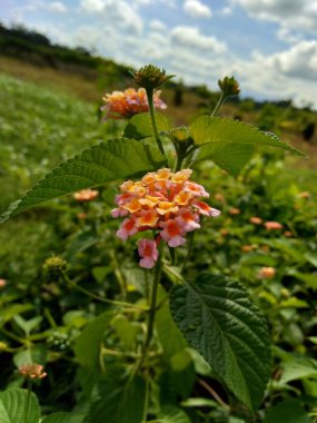 Lantana camara (yaygın lantana, büyük adaçayı, yabani adaçayı, kırmızı adaçayı, beyaz adaçayı, kene üzümü, Batı Hint lantana, umbelanterna) doğal arka plan