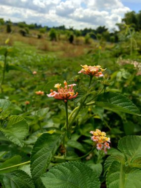 Lantana camara (yaygın lantana, büyük adaçayı, yabani adaçayı, kırmızı adaçayı, beyaz adaçayı, kene üzümü, Batı Hint lantana, umbelanterna) doğal arka plan