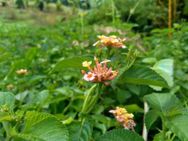 Lantana camara (yaygın lantana, büyük adaçayı, yabani adaçayı, kırmızı adaçayı, beyaz adaçayı, kene üzümü, Batı Hint lantana, umbelanterna) doğal arka plan