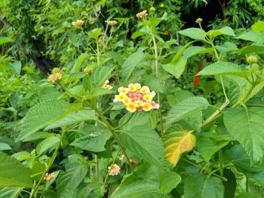 Lantana camara (yaygın lantana, büyük adaçayı, yabani adaçayı, kırmızı adaçayı, beyaz adaçayı, kene üzümü, Batı Hint lantana, umbelanterna) doğal arka plan