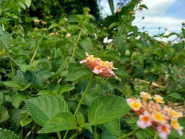 Lantana camara (yaygın lantana, büyük adaçayı, yabani adaçayı, kırmızı adaçayı, beyaz adaçayı, kene üzümü, Batı Hint lantana, umbelanterna) doğal arka plan
