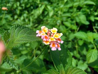 Lantana camara (yaygın lantana, büyük adaçayı, yabani adaçayı, kırmızı adaçayı, beyaz adaçayı, kene üzümü, Batı Hint lantana, umbelanterna) doğal arka plan