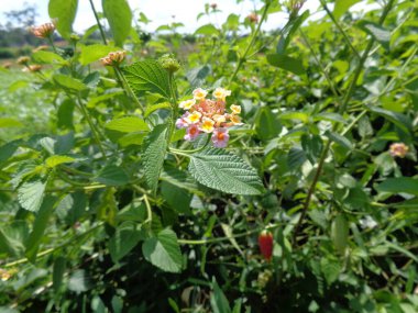 Lantana camara (yaygın lantana, büyük adaçayı, yabani adaçayı, kırmızı adaçayı, beyaz adaçayı, kene üzümü, Batı Hint lantana, umbelanterna) doğal arka plan