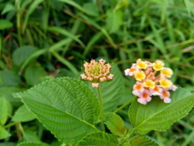 Lantana camara (yaygın lantana, büyük adaçayı, yabani adaçayı, kırmızı adaçayı, beyaz adaçayı, kene üzümü, Batı Hint lantana, umbelanterna) doğal arka plan