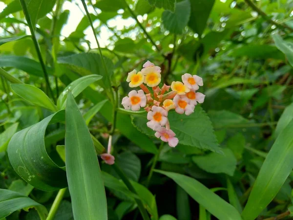 Lantana Camara Közönséges Lantana Nagy Zsálya Vad Zsálya Vörös Zsálya — Stock Fotó