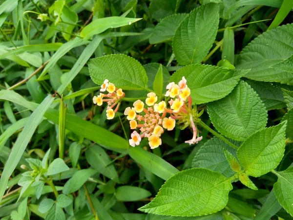 Lantana Camara Lantana Großer Salbei Wilder Salbei Roter Salbei Weißer — Stockfoto