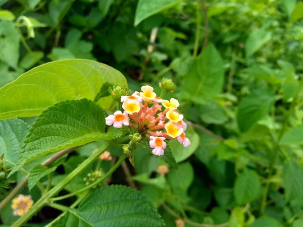 Lantana Camara Lantana Común Salvia Grande Salvia Silvestre Salvia Roja — Foto de Stock