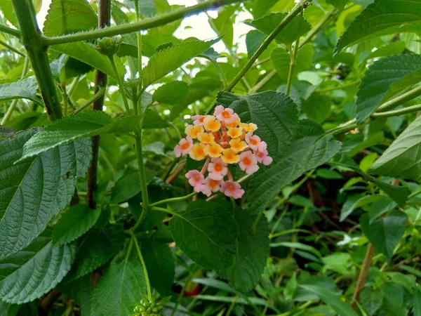 Lantana Camara Közönséges Lantana Nagy Zsálya Vad Zsálya Vörös Zsálya — Stock Fotó