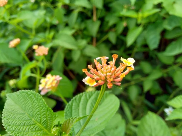 Lantana Camara Lantana Común Salvia Grande Salvia Silvestre Salvia Roja — Foto de Stock