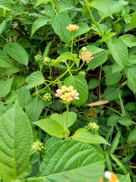 Lantana Camara Lantana Común Salvia Grande Salvia Silvestre Salvia Roja — Foto de Stock