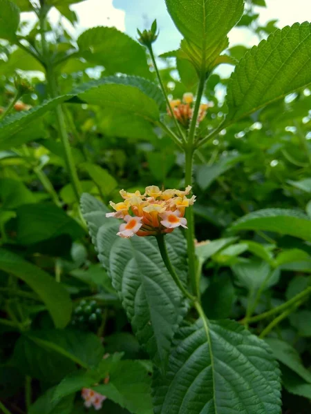 Lantana Camara Lantana Común Salvia Grande Salvia Silvestre Salvia Roja — Foto de Stock