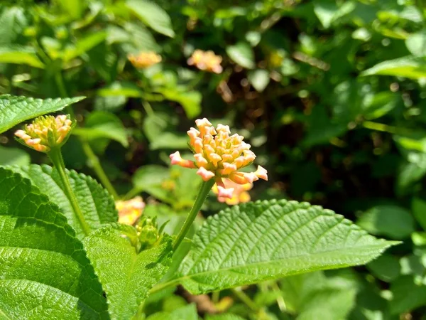 Lantana Camara Lantana Común Salvia Grande Salvia Silvestre Salvia Roja — Foto de Stock