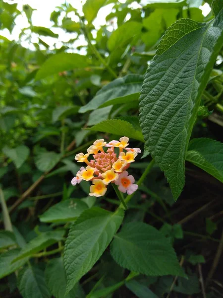 Lantana Camara Common Lantana Big Sage Wild Sage Red Sage — Stock Photo, Image