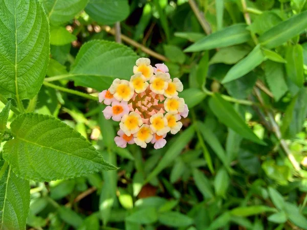 Lantana Camara Звичайна Лантана Великий Мудрець Дика Шавлія Червона Шавлія — стокове фото