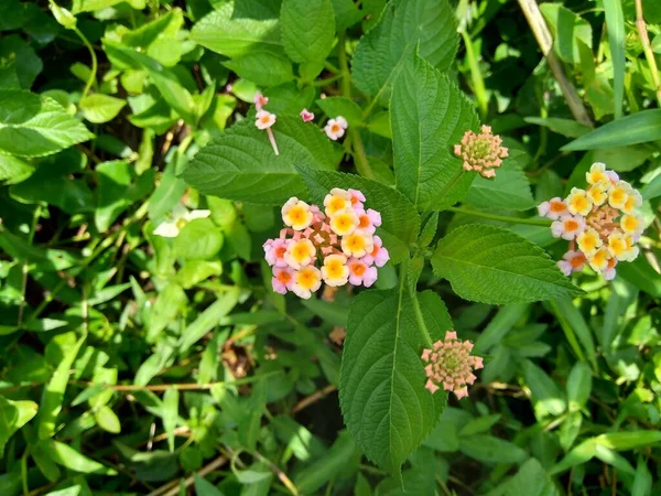 Lantana Camara Lantana Común Salvia Grande Salvia Silvestre Salvia Roja — Foto de Stock